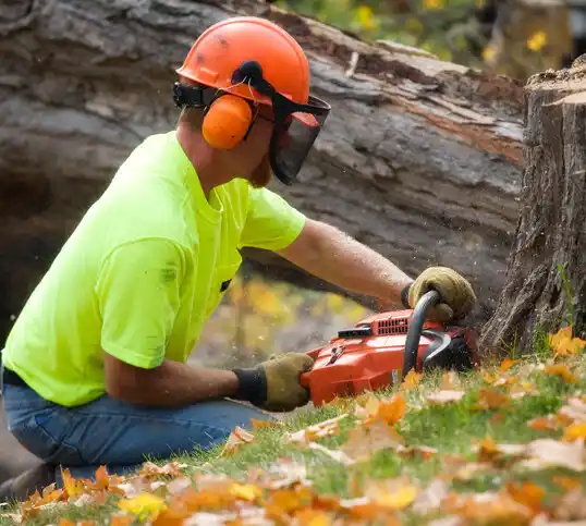 tree services New Hamilton